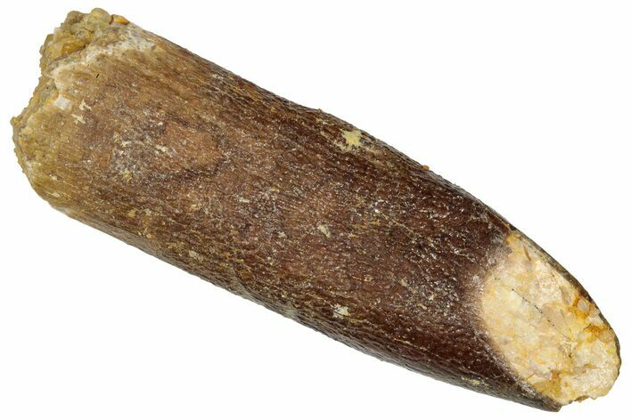 Fossil Sauropod Dinosaur (Titanosaur) Tooth - Morocco #332513